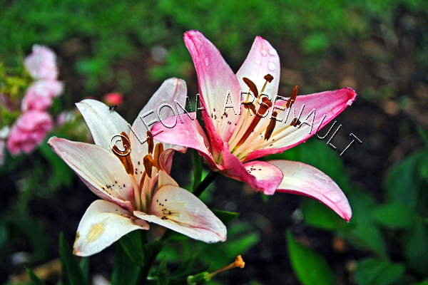LILIES;FLOWERS;WHITE;RED;;PINK;HORIZONTAL